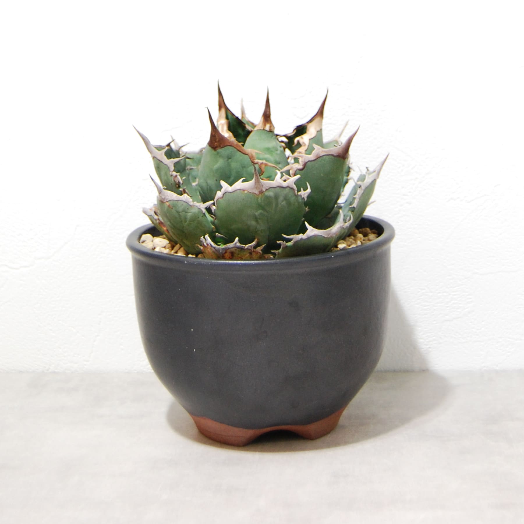 linkplants-fo076-001-06.jpg?v=