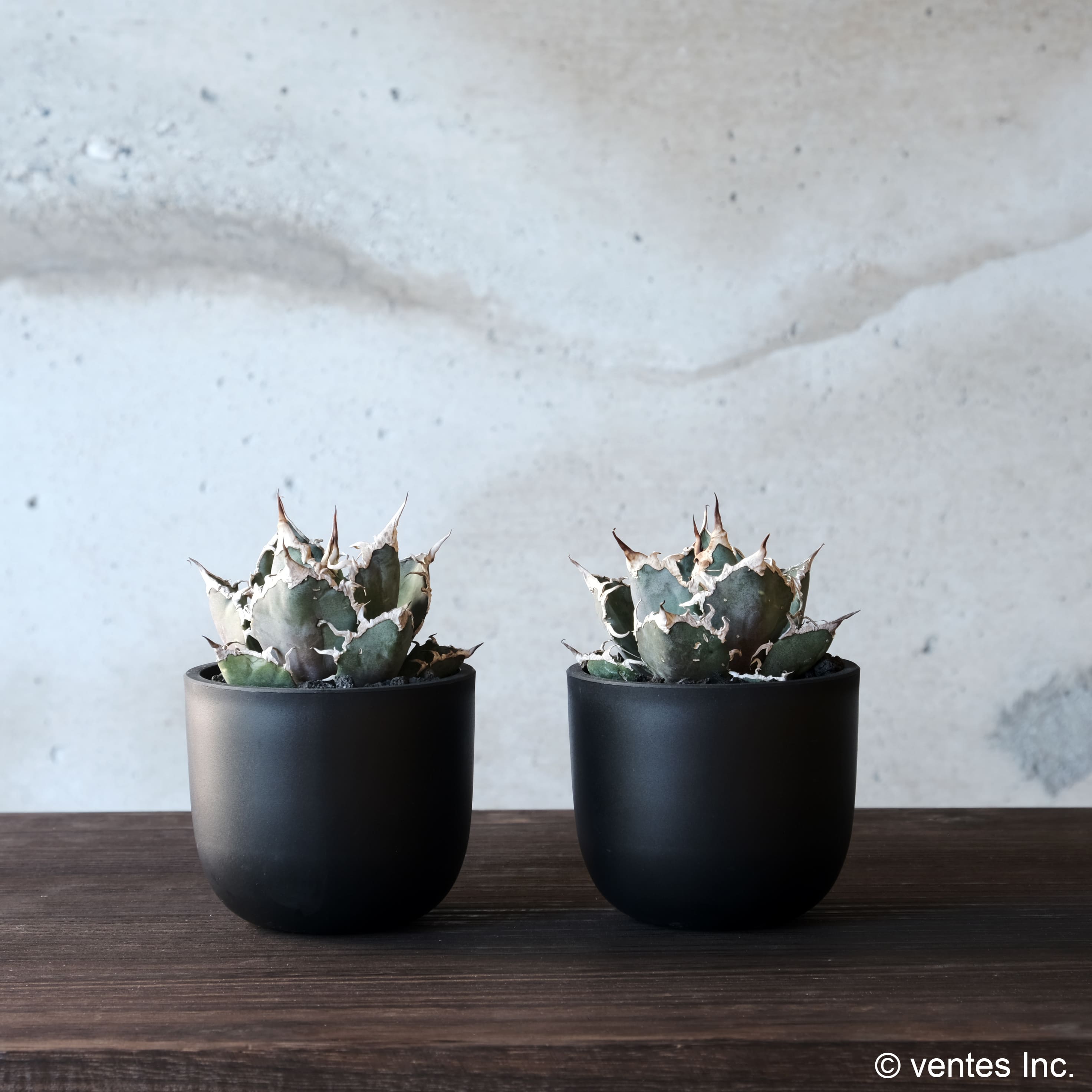 Plastic Pot「BasicLow」Size4 Maceta（マセタ）プラ鉢 – linkplants