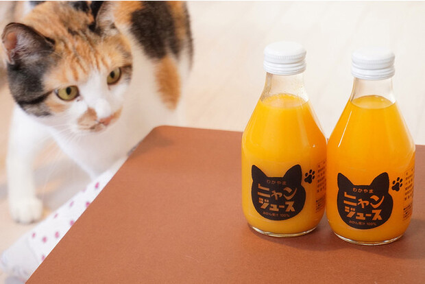 猫専用こたつ”と 和歌山県産みかんがセットに。 〈猫と、こたつと