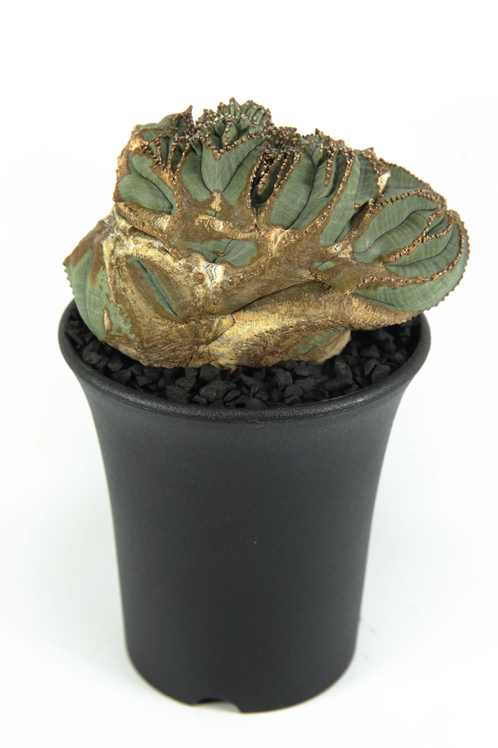 ヴィンテージ 異型 扇綴化 モンスト ユーフォルビア オベサ