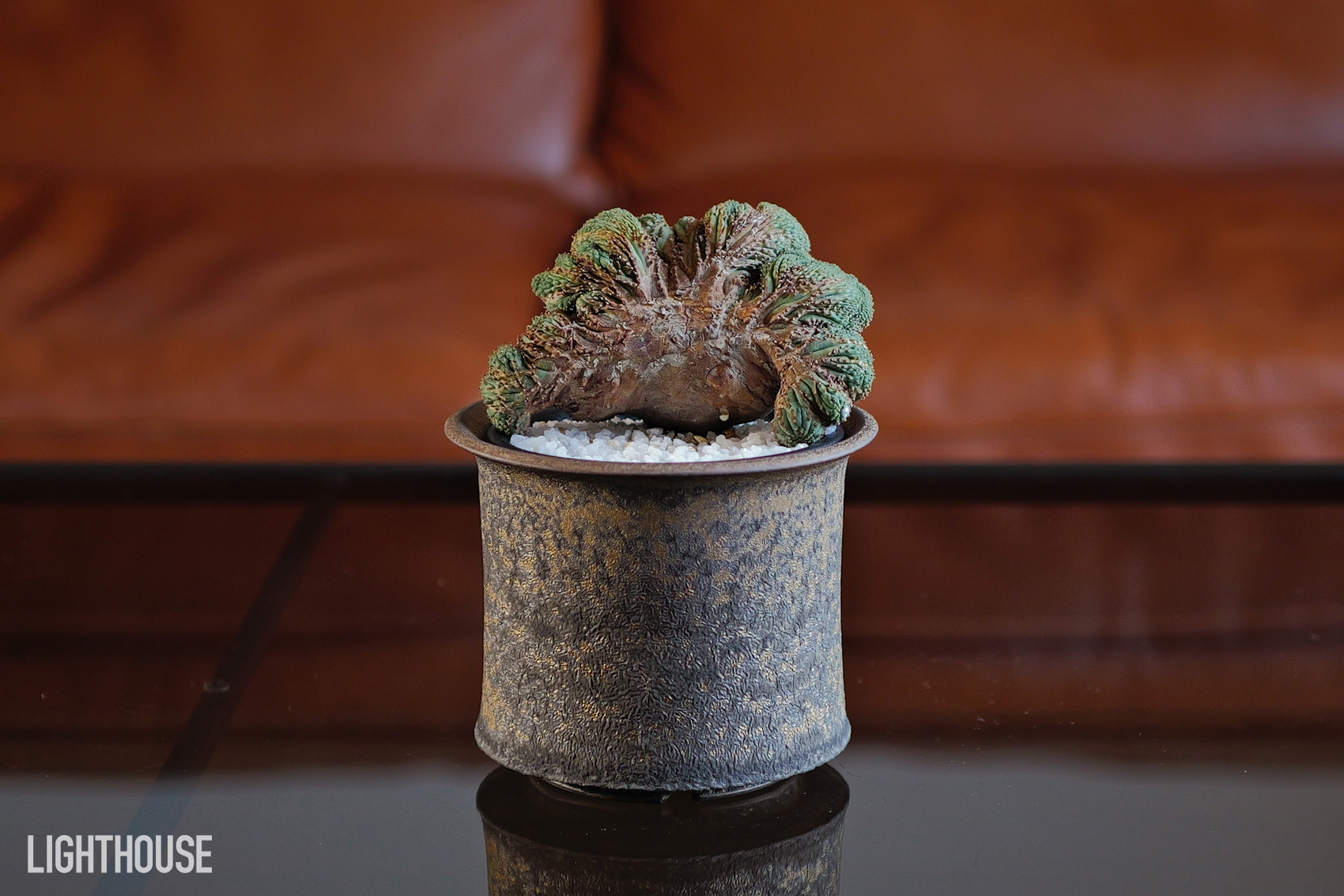 円扇綴化 五頭 多頭 モンスト ユーフォルビア オベサ | LIGHTHOUSE