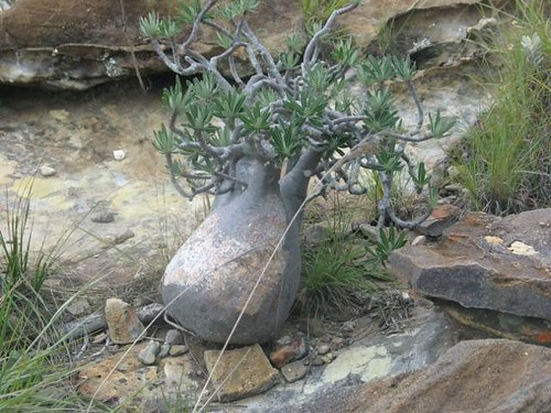 パキポディウム・グラキリスの自生地、マダガスカル南西部（イサロ国立