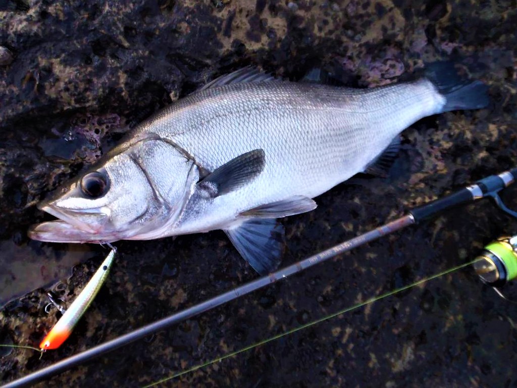 ゼナック ブラックフィン116 突撃SW:ゼナック デフィバーン ブラック