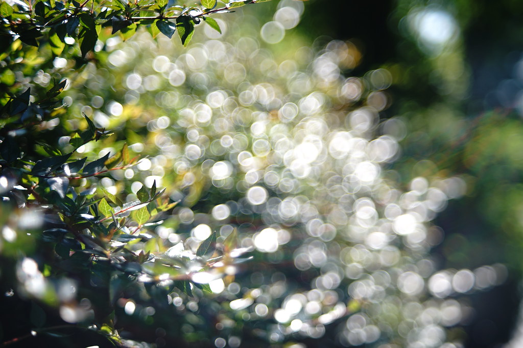 オールドレンズ】バブルボケをFUJINON 55mm F2.2で楽しむ【α7II