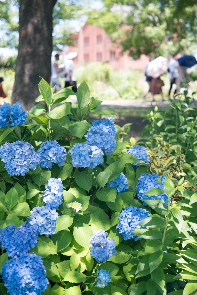 ULTRON 50mm F2 をαで使う - fortia's レビュー