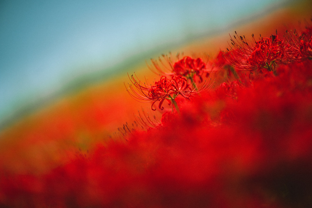 サンニッパで彼岸花 Tokina AT-X SD 300mm F2.8 【作例集