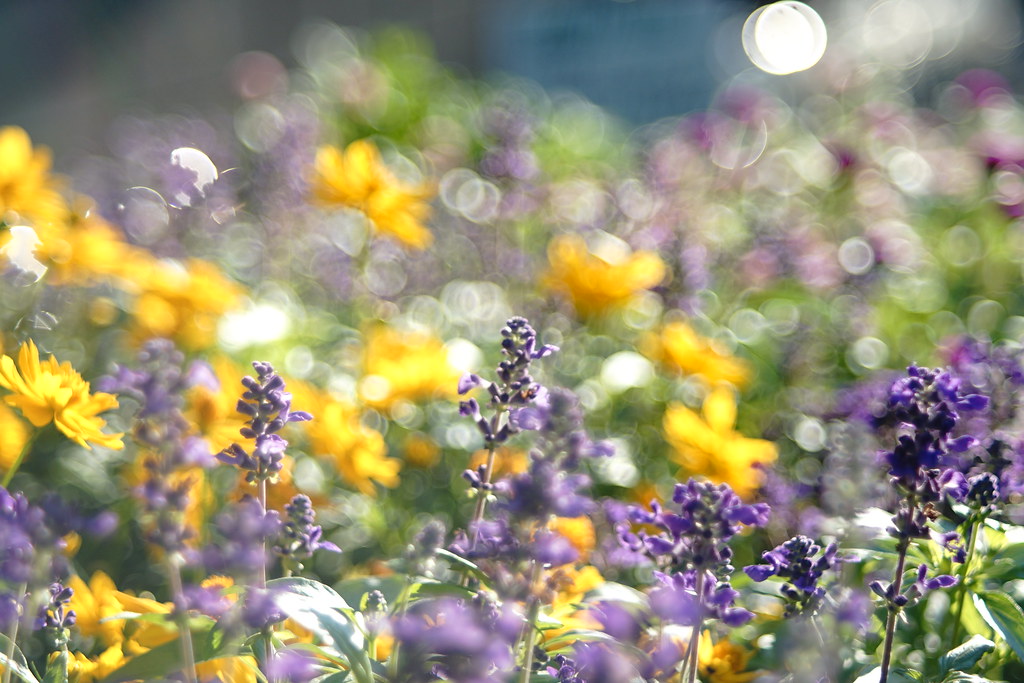 オールドレンズ】FUJINON 55mm F2.2のバブルボケを楽しむ【オールド