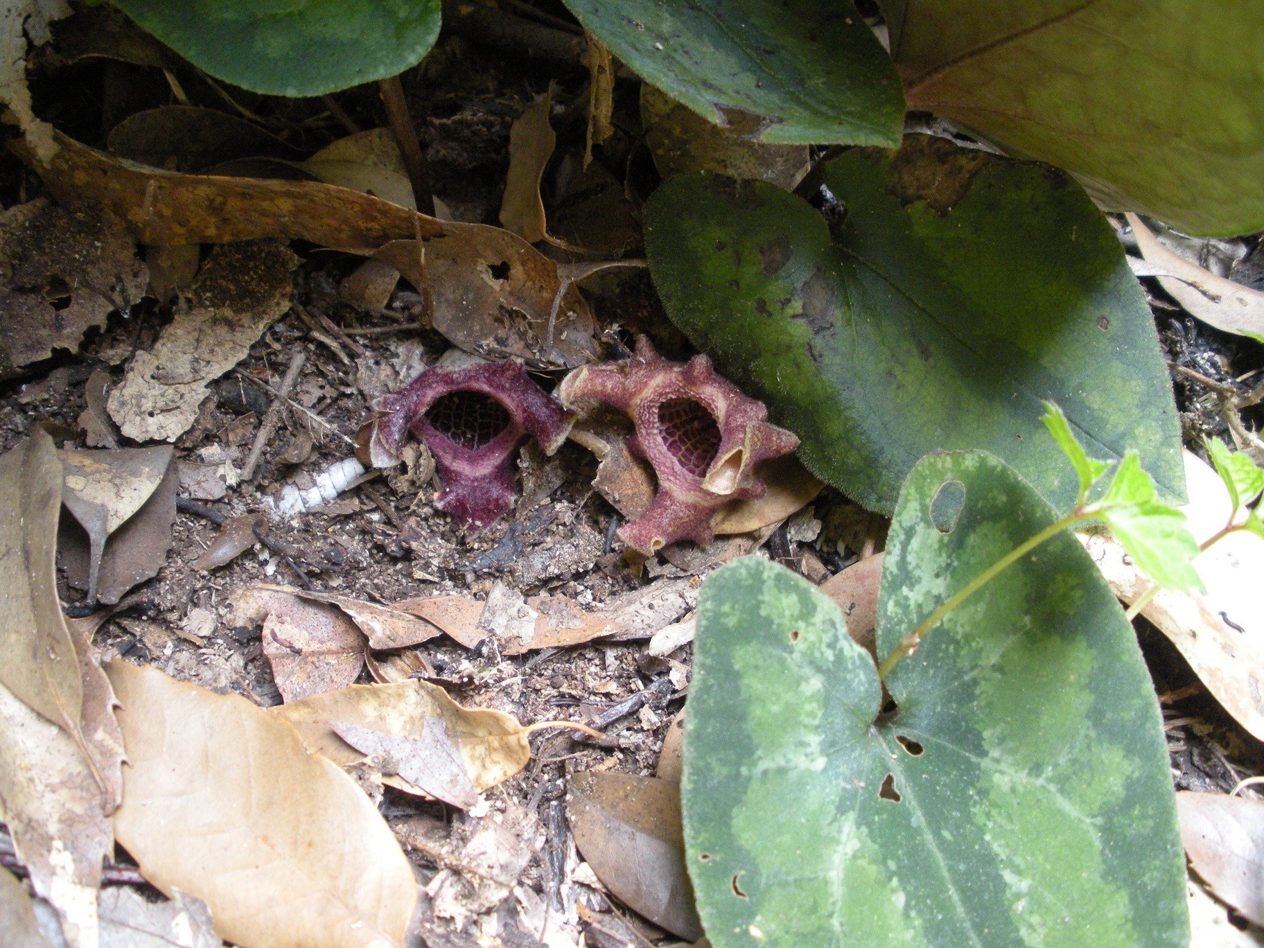 自生地NOW033 ヒロクチカンアオイ : 南九州植物園