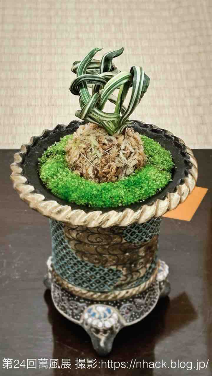 第24回萬風展（上野グリーンクラブの万年青展示）に行ってきました