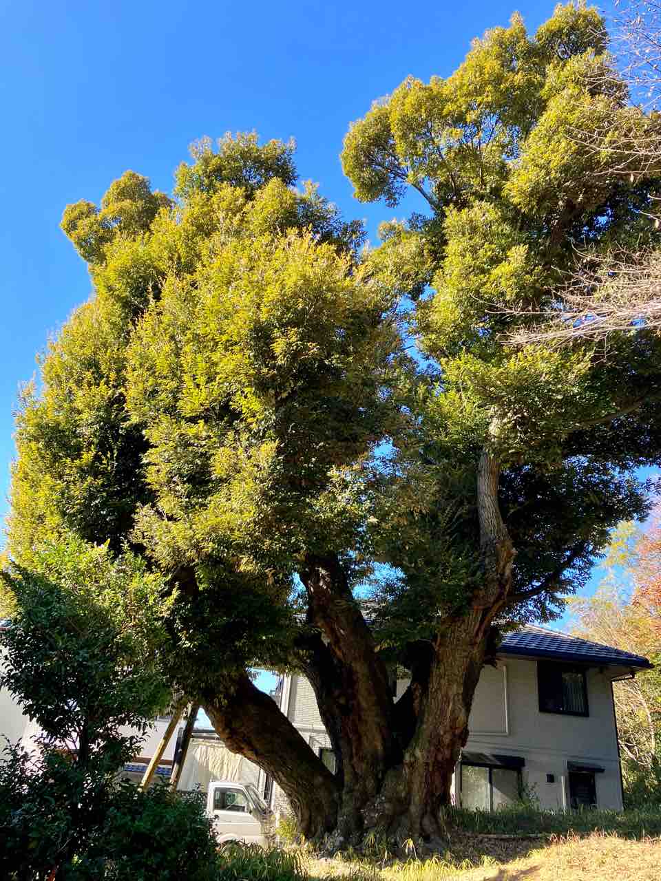 No.84 堤本町のシイ（豊田市）〜豊田市の名木第181号 : 年輪〜Since1956