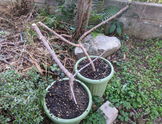 イチジクの挿し木方法と剪定枝/挿し穂の保管手順（無花果/いちじく