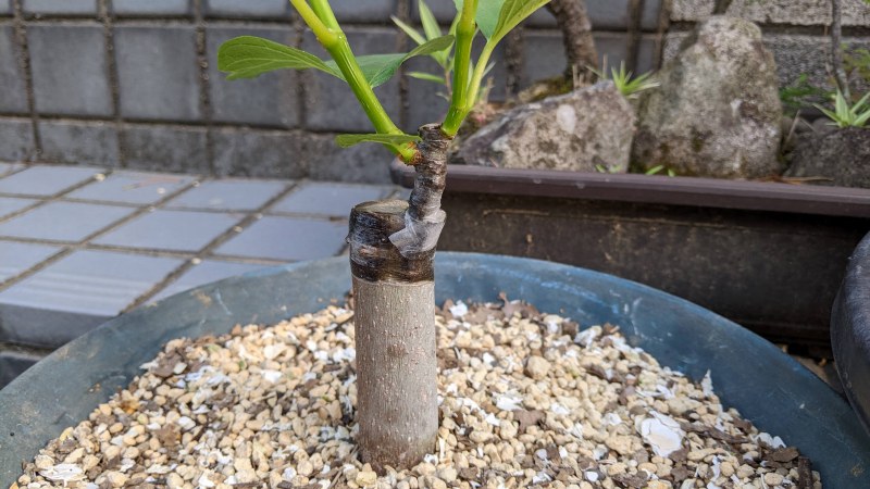 イチジクの接ぎ挿し方法と注意点【果樹の接ぎ木、挿し木】 : ひま