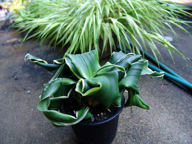 舞子獅子 (まいこじし) Maikojishi – おもとの豊明園（ほうめいえん）