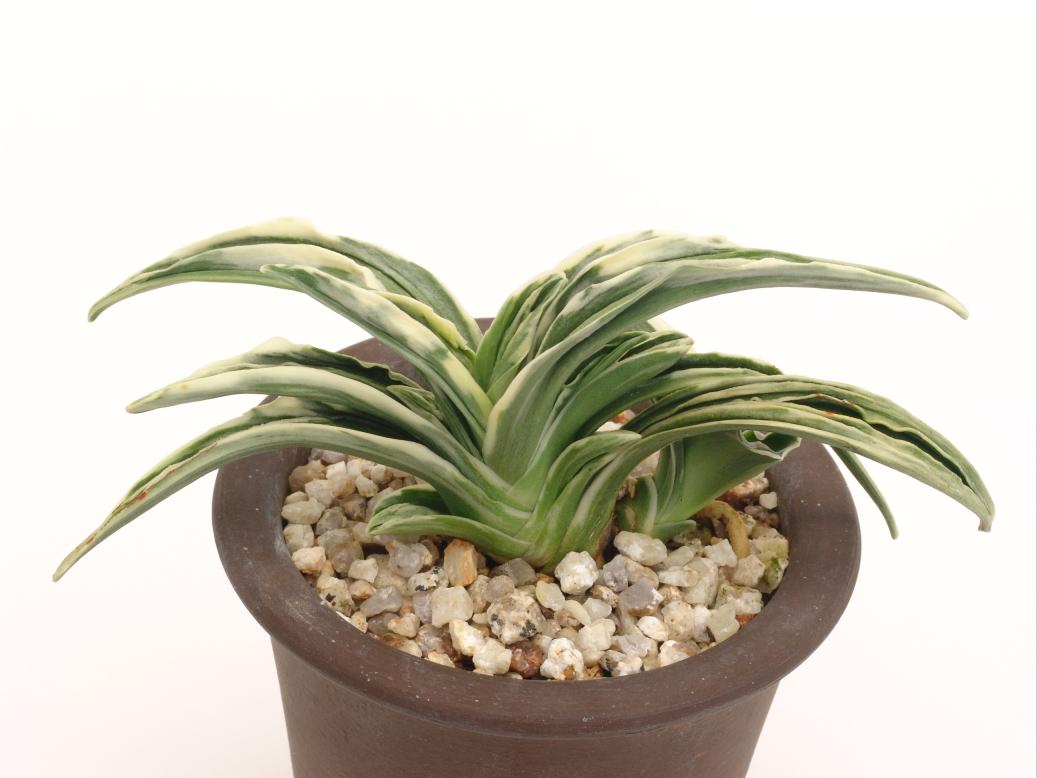 おもと品種紹介 愛玉殿(あいぎょくでん) : 万年青の豊明園のblog