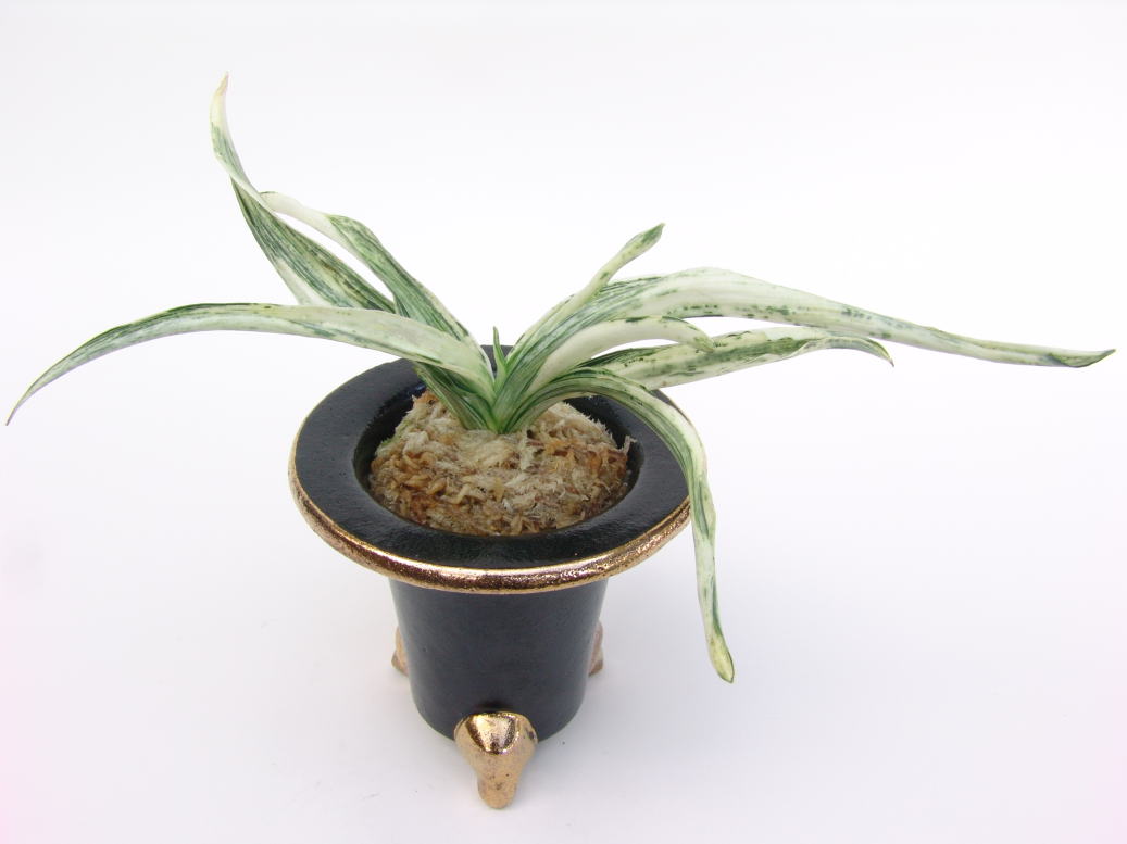 根岸松の図 (ねぎしまつのず)Negishimatsunozu – おもとの豊明園（ほう