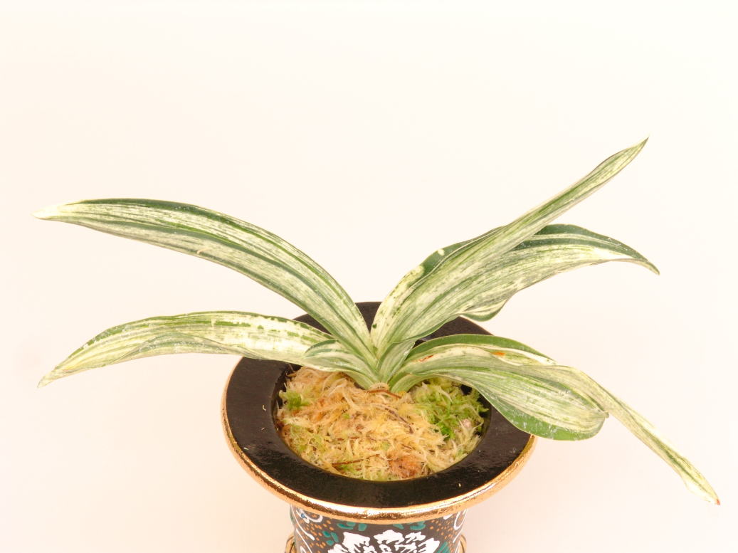 根岸松の図 (ねぎしまつのず)Negishimatsunozu – おもとの豊明園（ほう