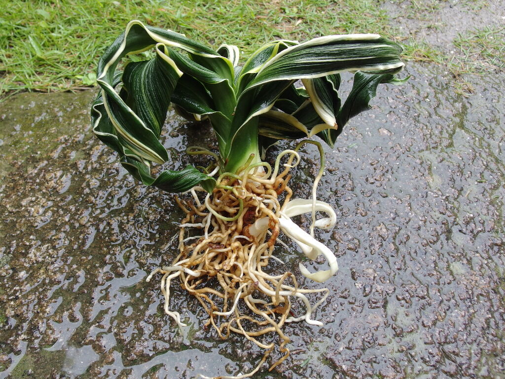 万年青 四君子 割り子 獅子系 最高位貴品 ☆獅子の頂点☆【最高人気