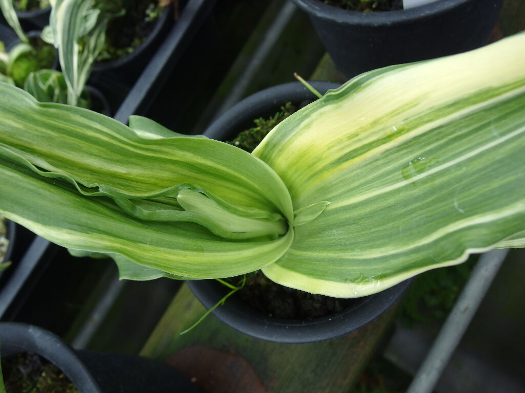 おもと芸 二面竜(にめんりゅう) – おもとの豊明園（ほうめいえん）