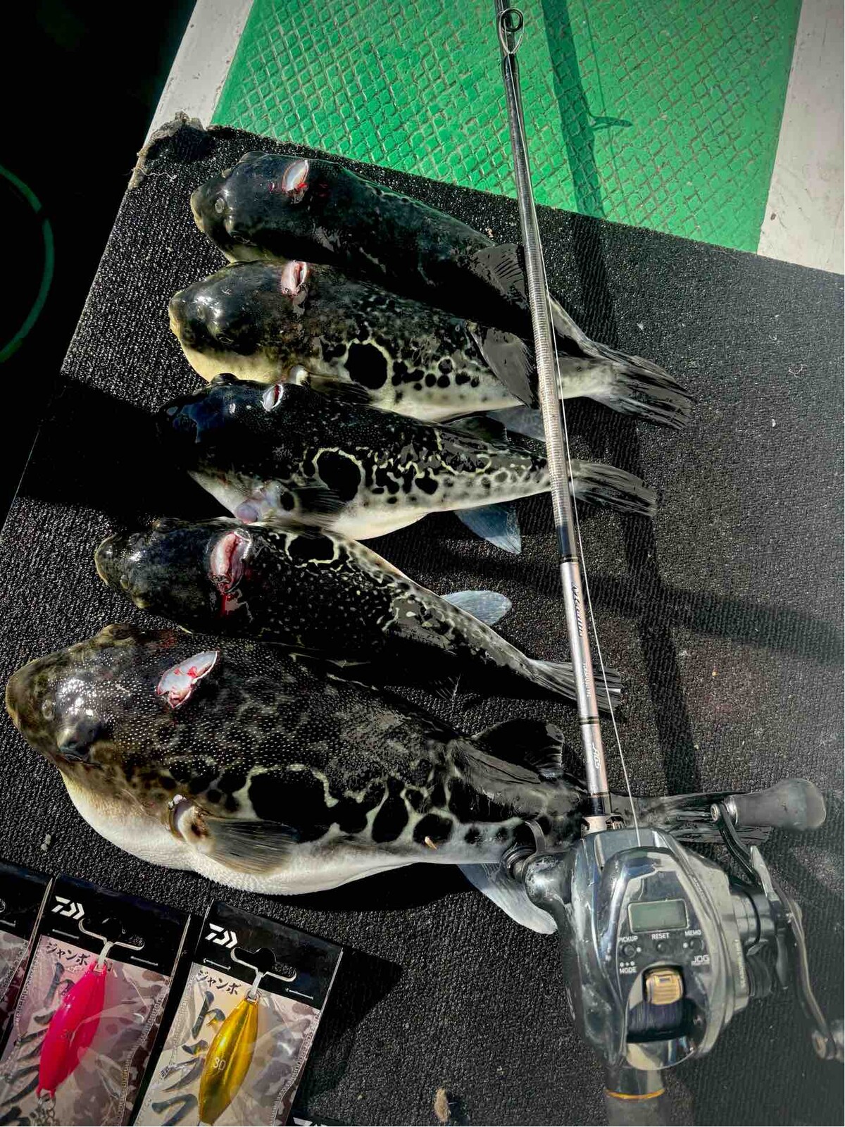 メタリアトラフグ192 : 今週のみや