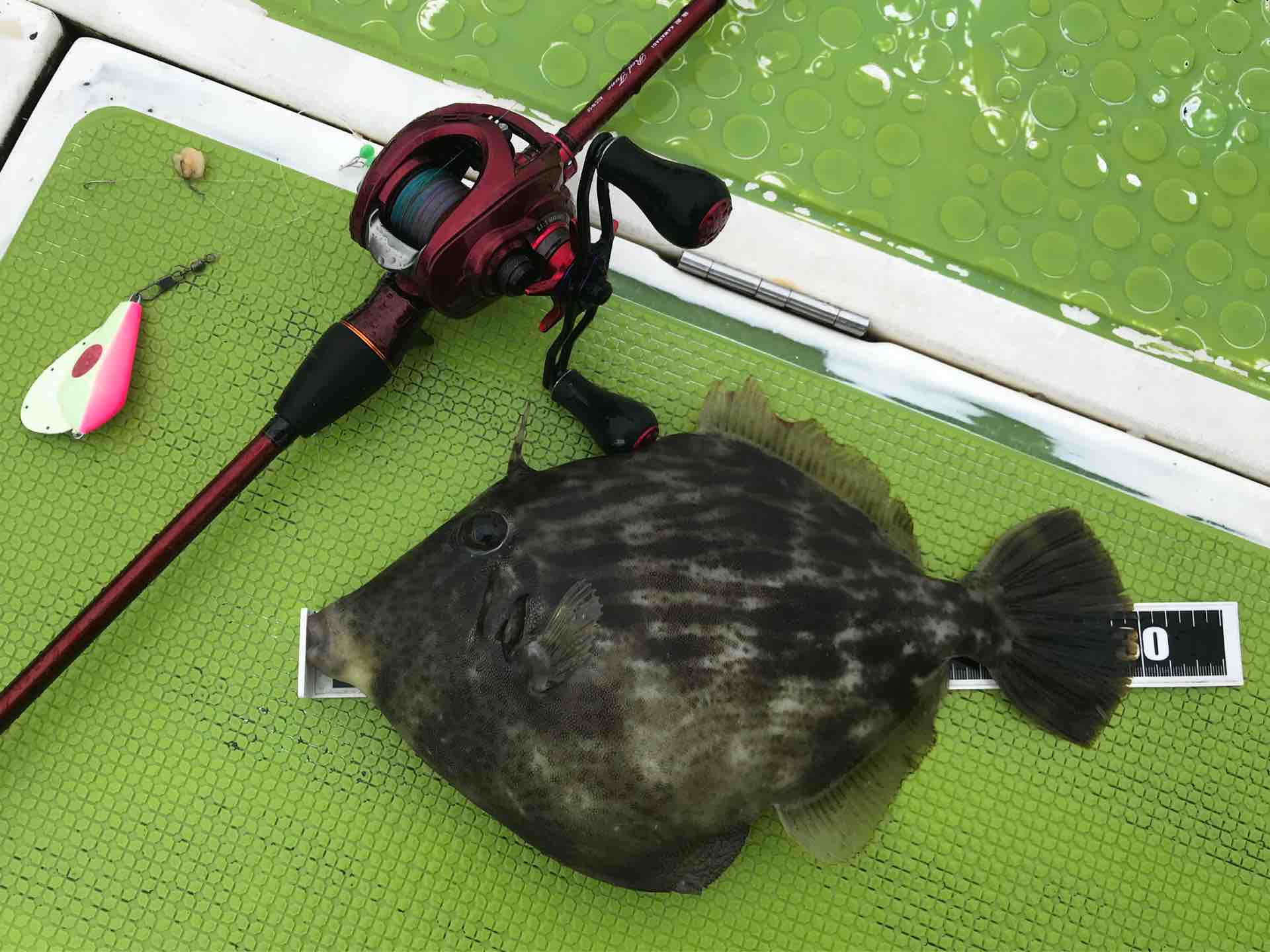 極鋭カワハギレッドチューンSFがリニューアル : 今週のみや