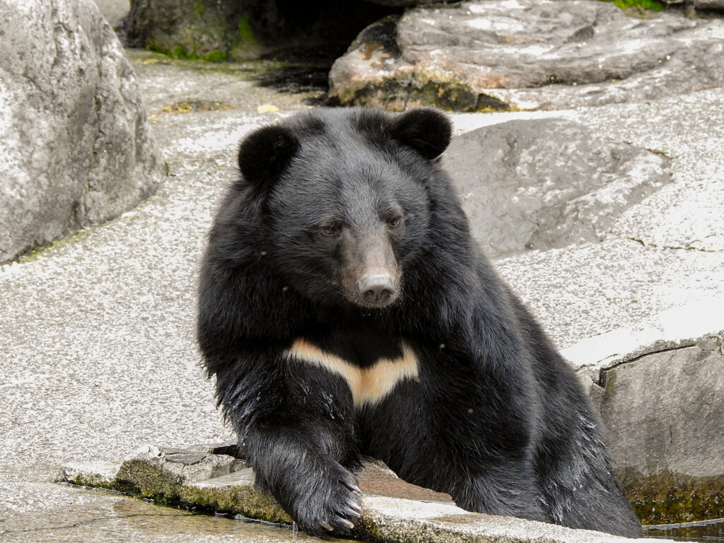 ツキノワ成獣たち ～2023年春 くまくま園～ : 孤独と孤高の狭間 其処に羆