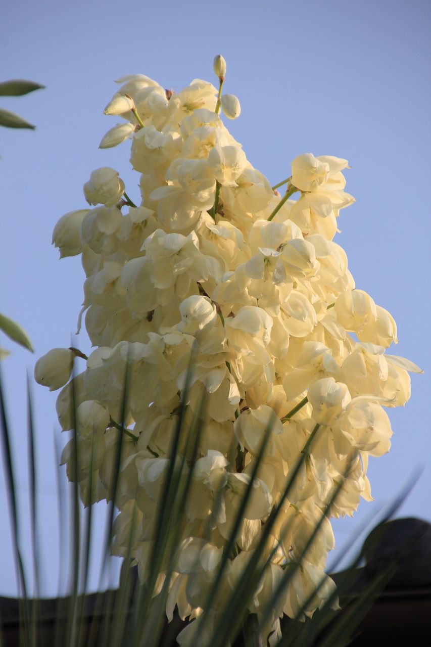 2018年5月、ユッカ・ロストラータ（Yucca rostrata)開花 : 田中 哲の