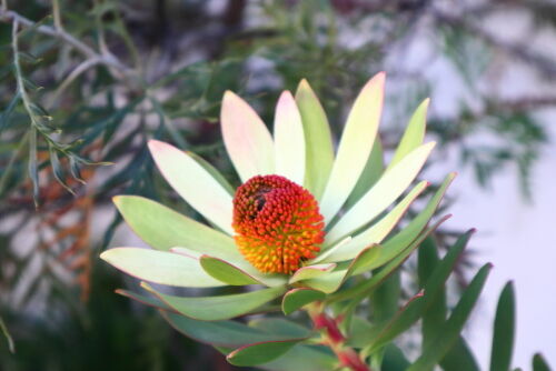 リューカデンドロン・サマーサン・・・Alex's Garden Lesson 126