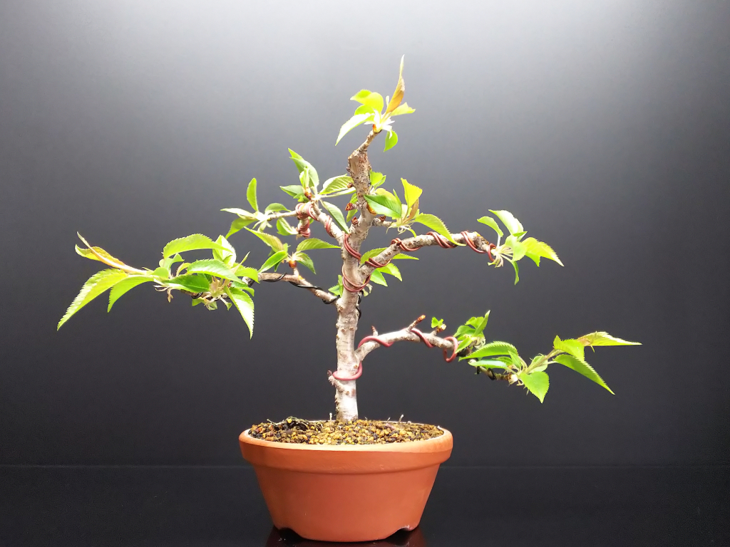 十月桜、花後の剪定と針金かけ : Bon Bonsai