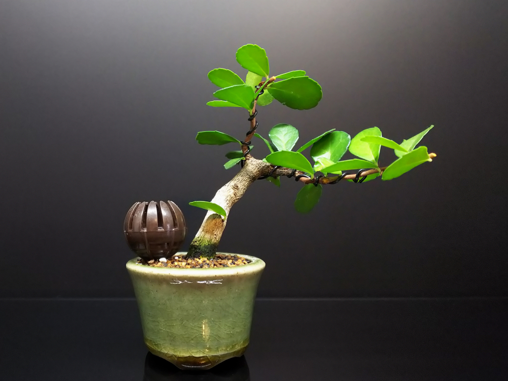 ハリツルマサキの剪定と針金かけ : Bon Bonsai