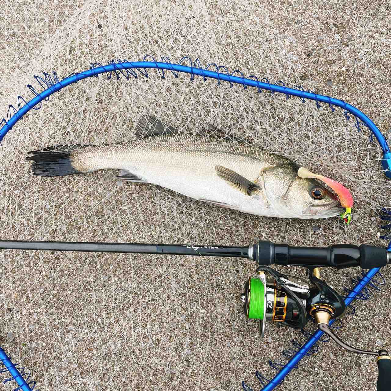 コアマン デイスターCDS-96ML-CS インプレッション : シーバス&ライト