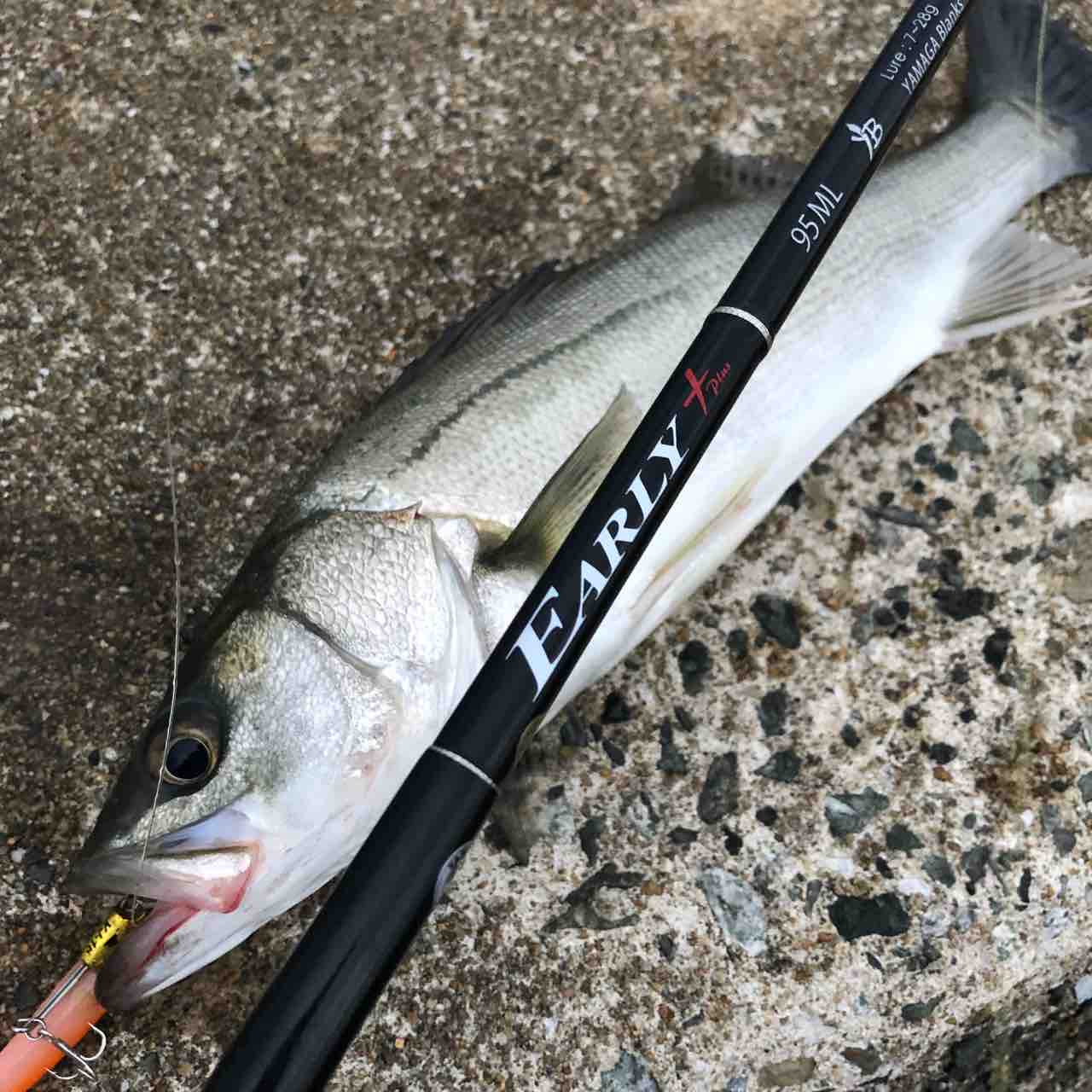 ヤマガブランクス／アーリープラス95ML インプレ : シーバス&ライト