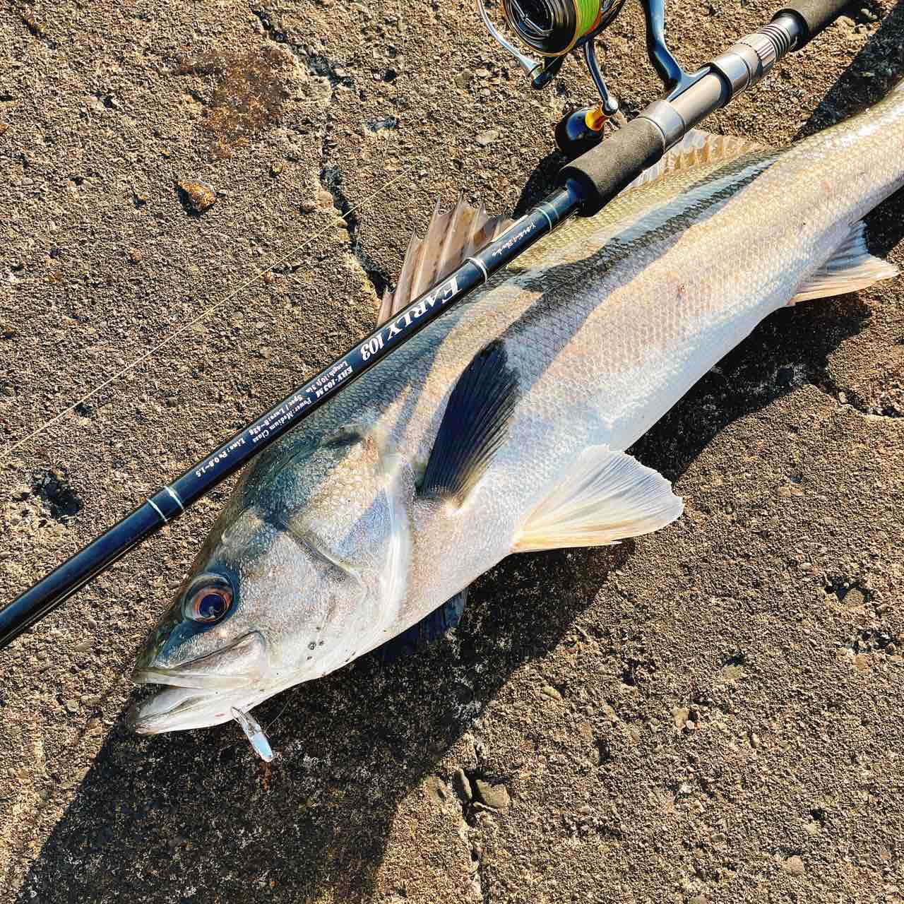 ヤマガブランクス EARLY103M for surf : シーバス&ライトゲームな日々