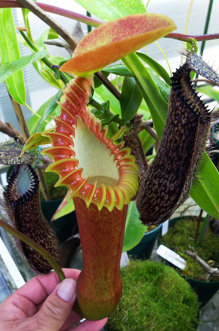 N.edwardsiana - yellow / G.Tambuyukon : fukuro