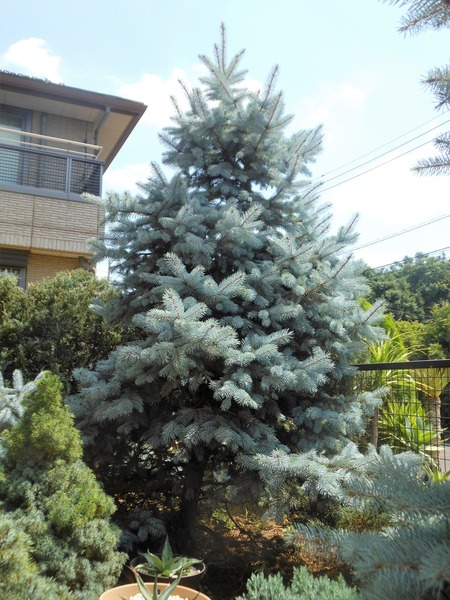 プンゲンストウヒ』【ホプシー】 : 【BOTANICAL MAJESTY】