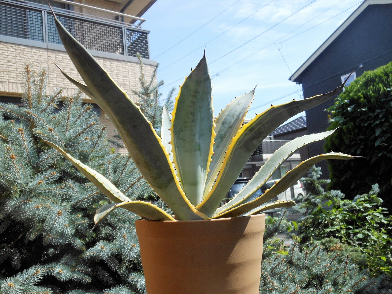 アガベ』【コルディレレンシス バリエガータ】 : 【BOTANICAL MAJESTY】