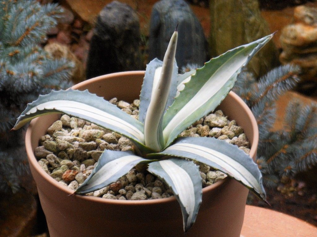 アガベ』 【華厳】 「アメリカーナ メディオピクタ アルバ」 : 【My
