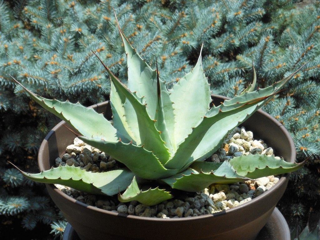 アガベ』 【オバティフォリア バンジー】 : 【My Favorite Plants】