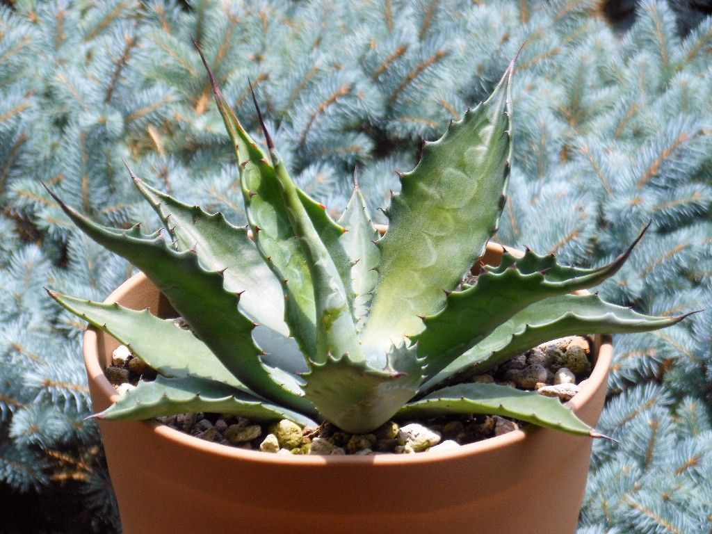 アガベ』 【サルミアナ フェロックス ローガン カルホーン】 : 【My