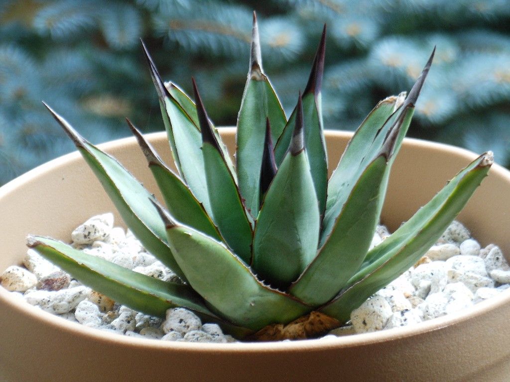 アガベ』【リトルシャーク】 : 【My Favorite Plants】