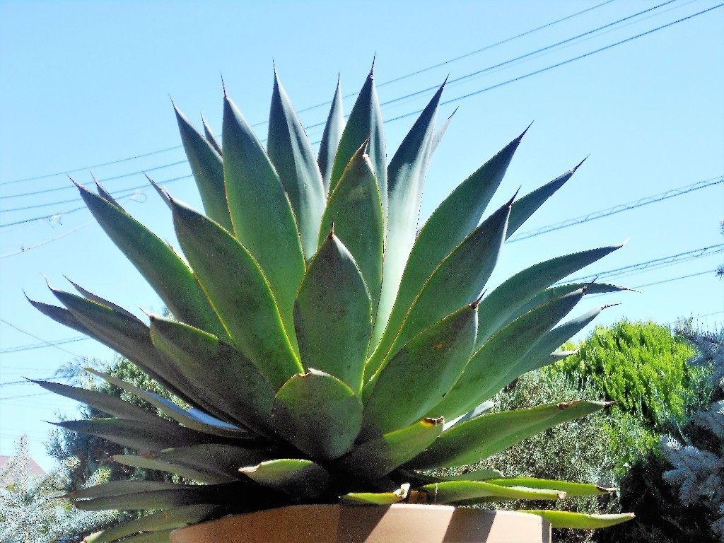 アガベ』 【ブルーフレーム】2 : 【My Favorite Plants】