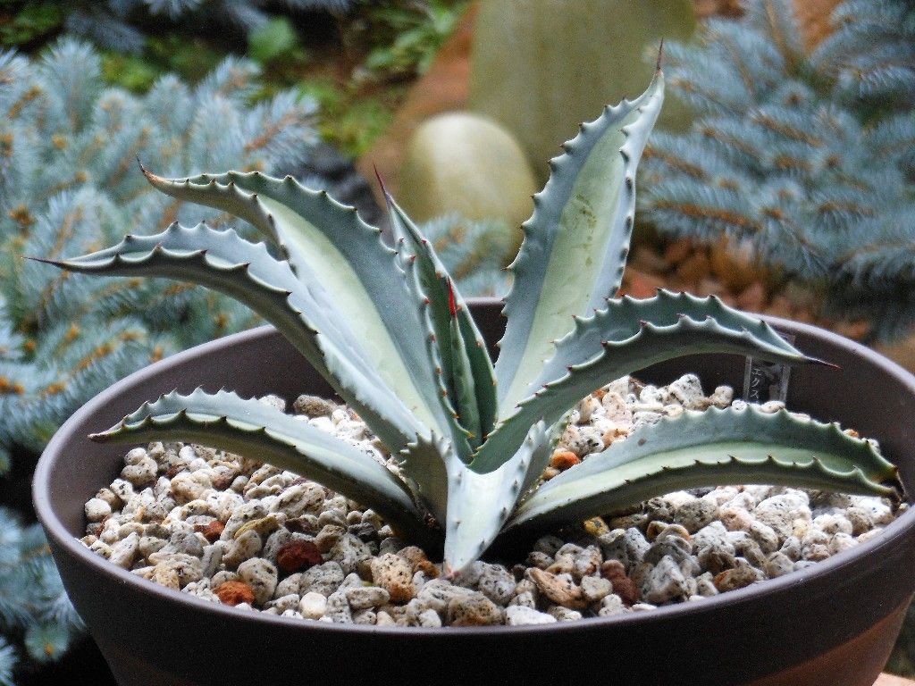 アガベ』 【アメリカーナ エクスパンサ パリーダ】 : 【My Favorite