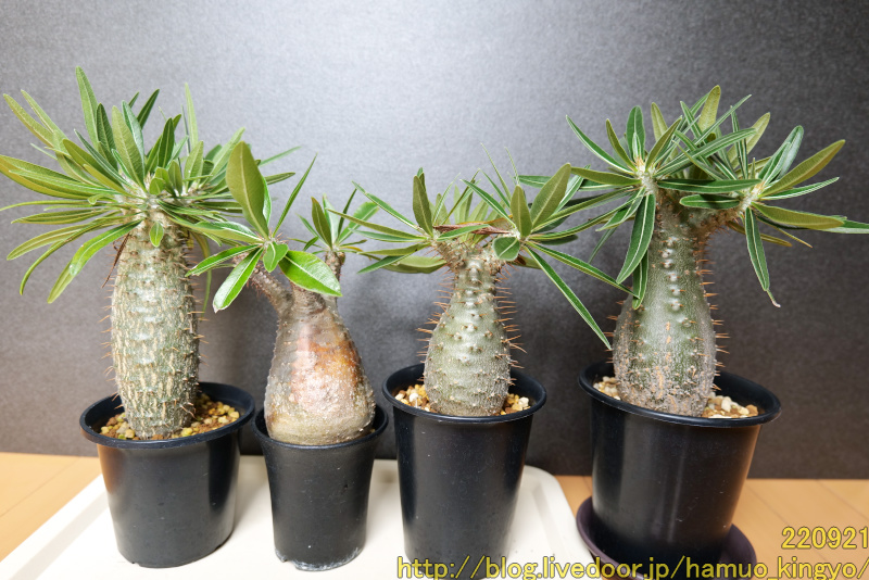 種子から育てた実生グラキリス5年生、現地球に近づく : ハムオの