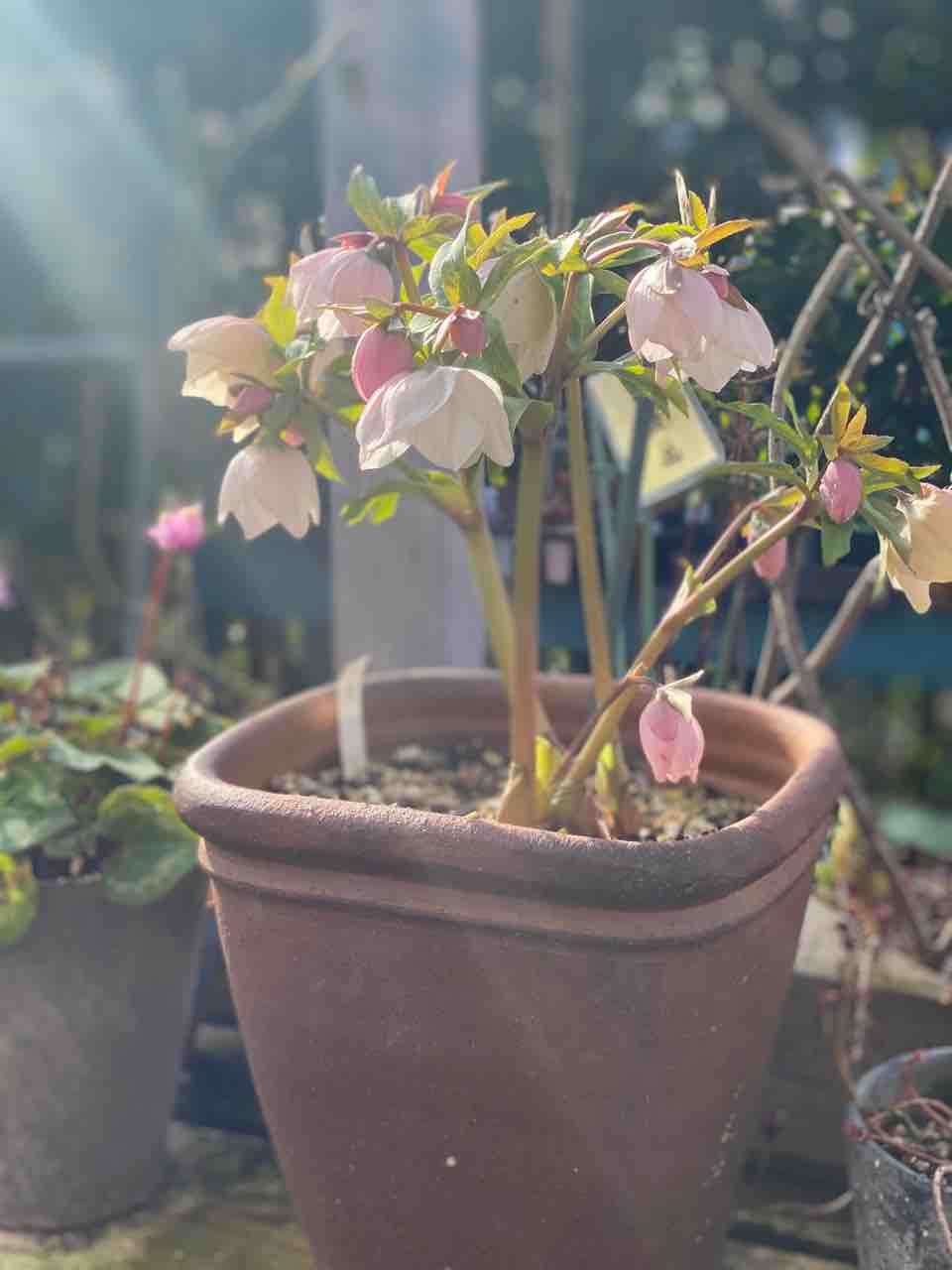 クリスマスローズヨシノの販売。 : チップ・マリーへ ようこそ！