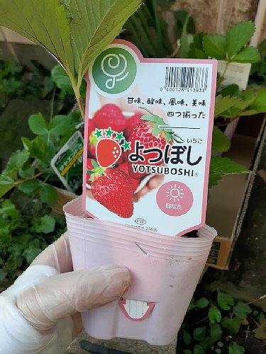 農家直送 とちおとめ 大粒いちご苗 20株セット - 親株用イチゴ苗