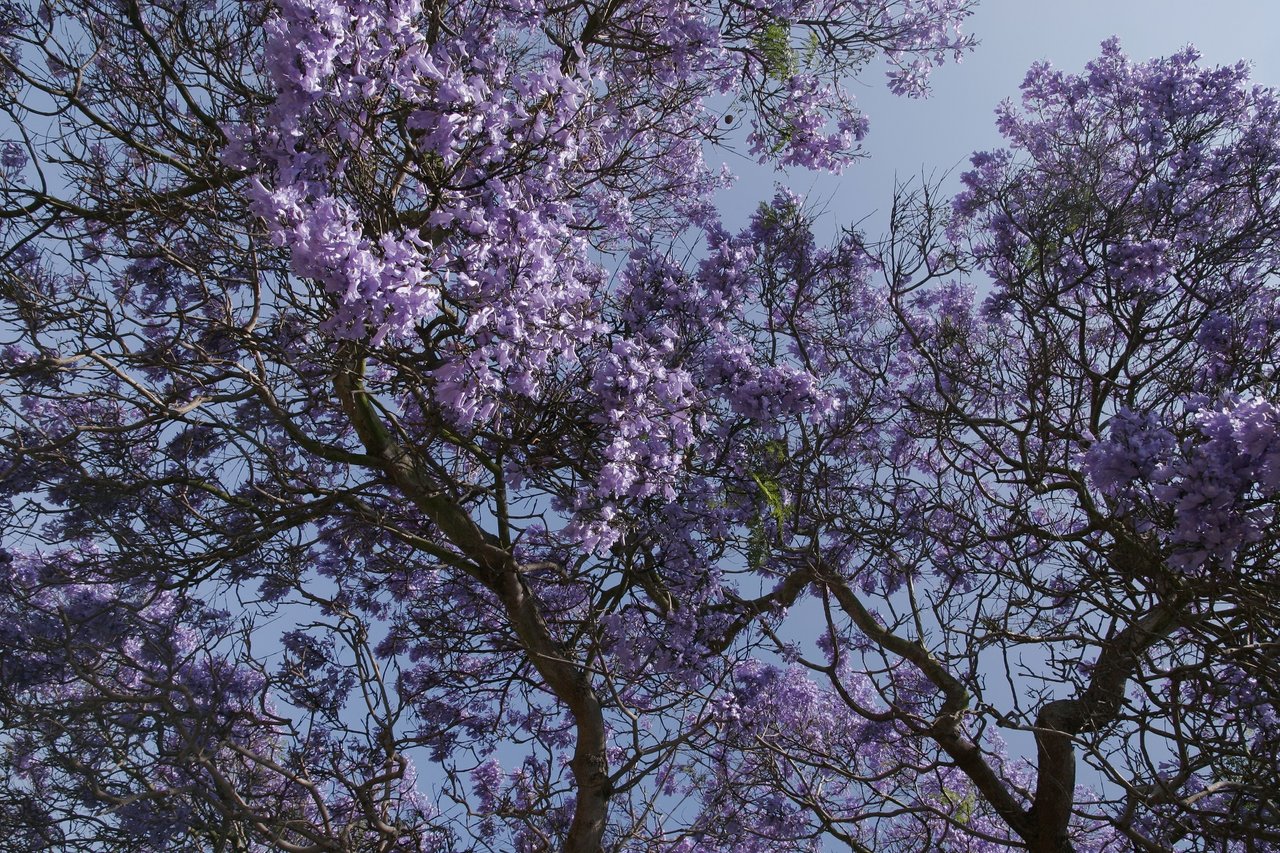 ハカランダ Jacarand 「ブラジリアン・ローズウッド」 原木は優雅な