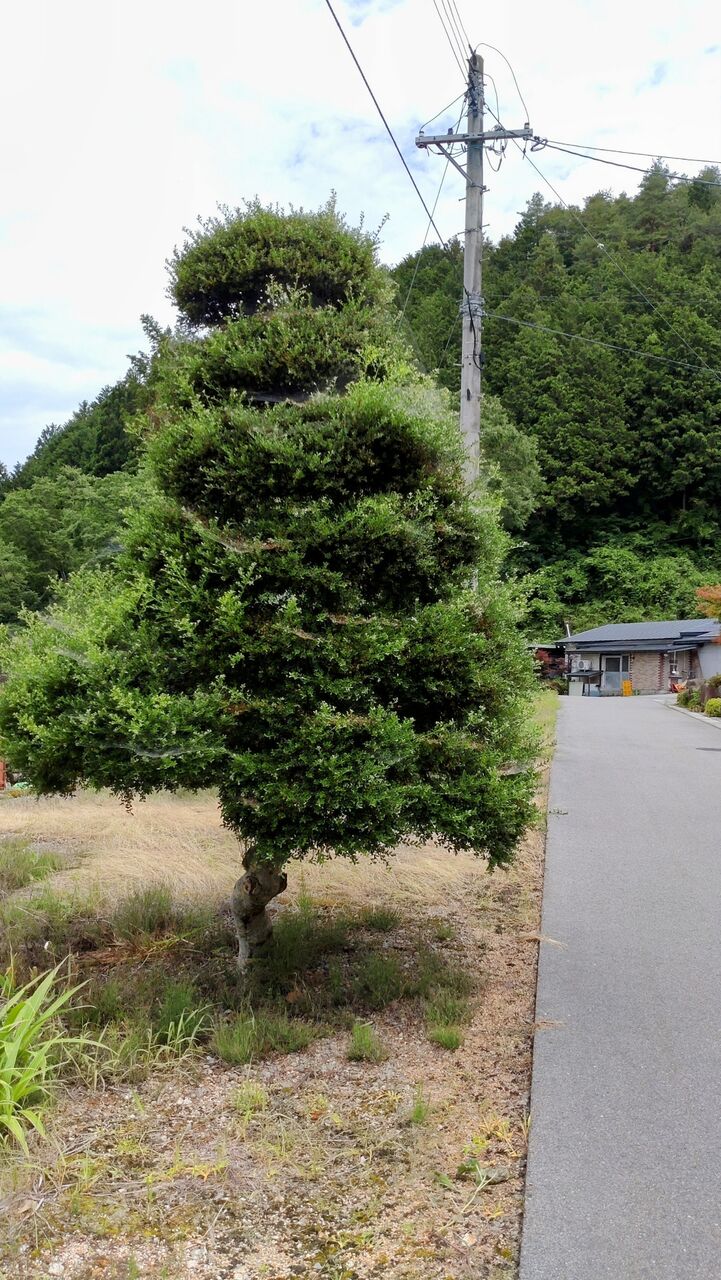 ツゲ(柘植)の剪定 : 山城工芸の朝市ブログ