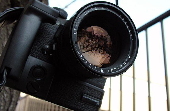 Leitz SUMMILUX-R 80mm F1.4 : ～猫の鼻～ suzukineko photo blog