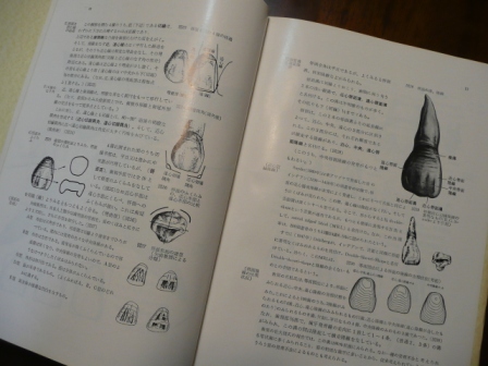 日本人永久歯解剖学 上條雍彦 : moriura dental clinic 予防歯科ブログ