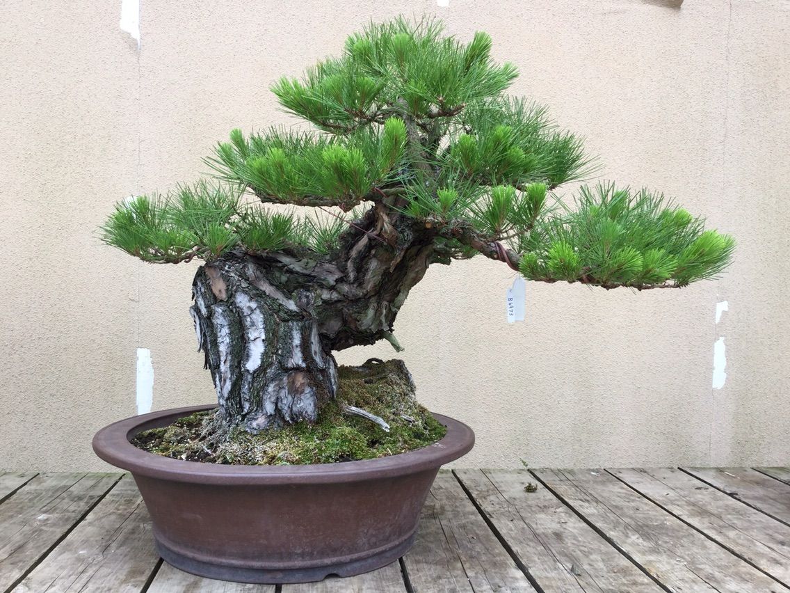 高砂庵 岩崎大蔵先生遺愛の赤松 大改作！ : 雨竹 盆栽 水石 便り