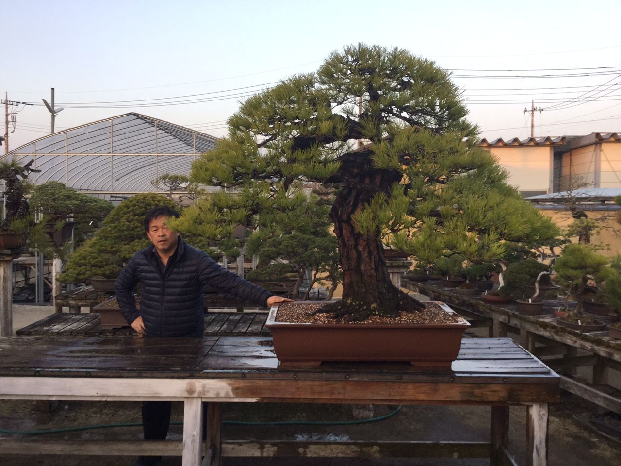 黒松大型古木の植え替え : 雨竹 盆栽 水石 便り